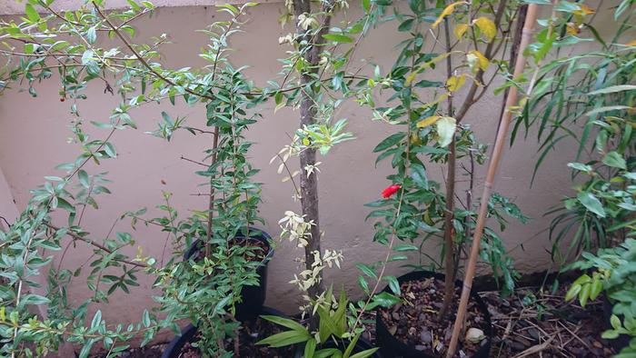 seedling pomegranates