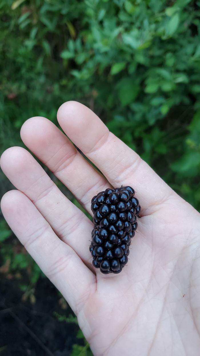 First blackberry of the year!