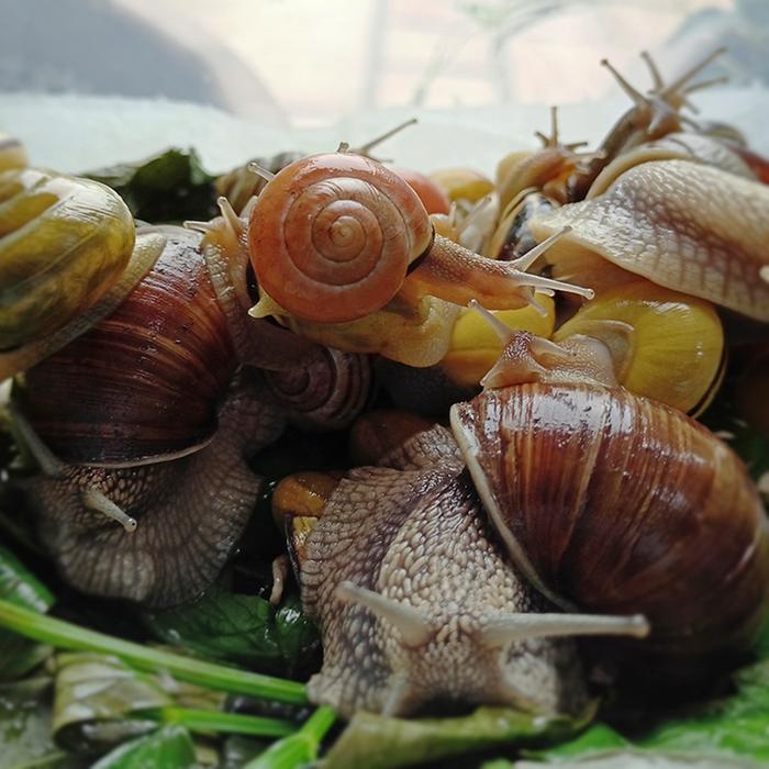 Snails in herbs