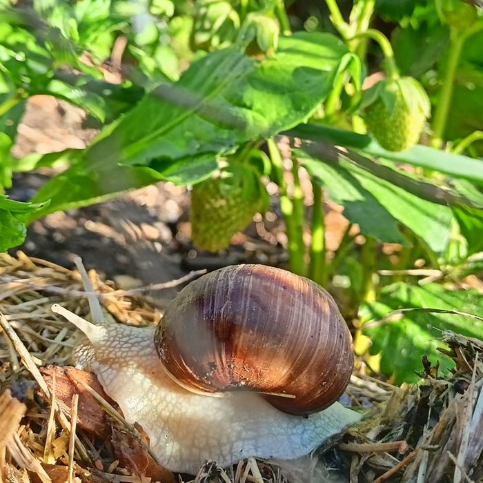Snail and strawberries...