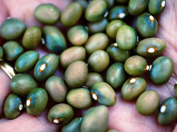 picture borrowed from baker creek seed