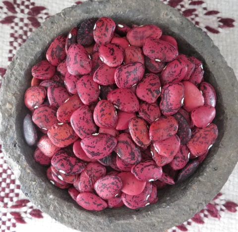 Kay Young's Red soup lima bean