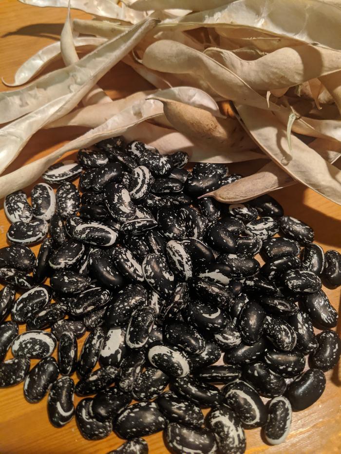 beautiful Iroquois Skunk Beans. marbled journals school.