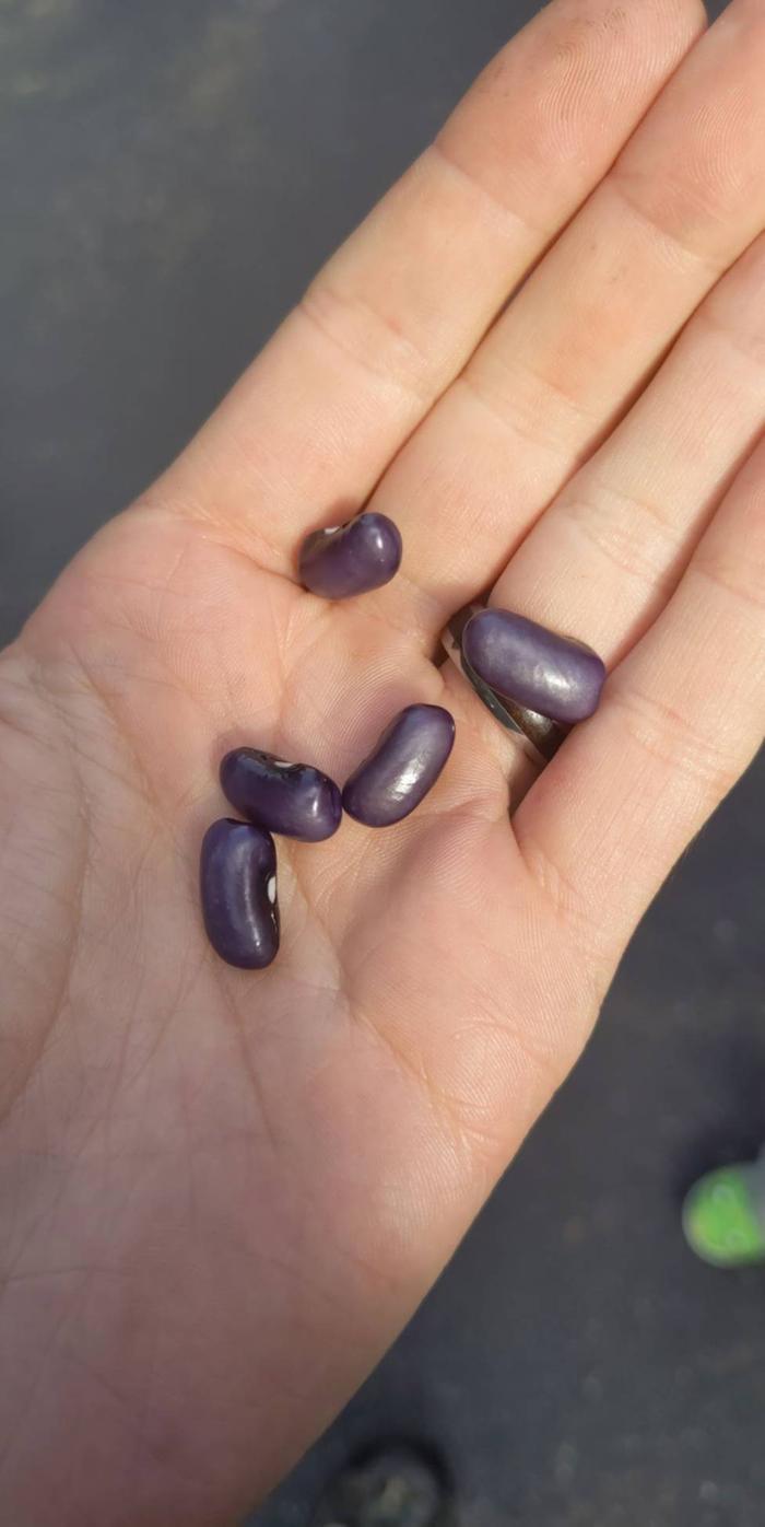 beans!