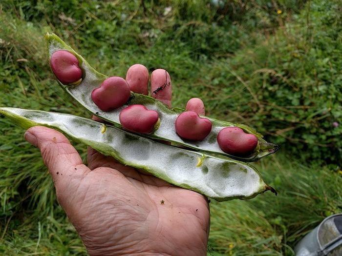 large seeded pink broad beans in a pod