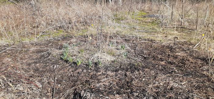 Ragged apple tree with daffodil and comfrey rings