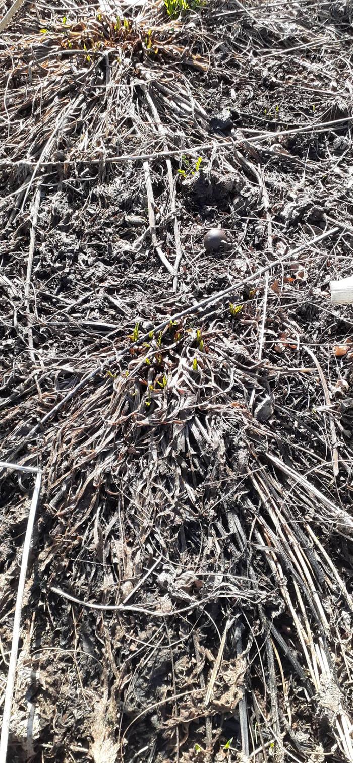 comfrey just starting
