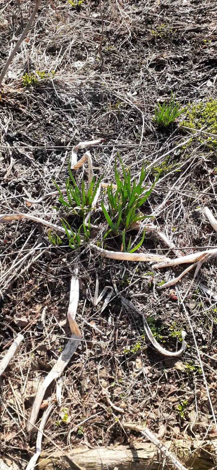 walking onion was first plant up
