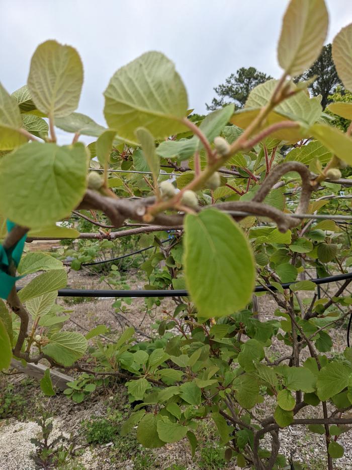 Female kiwi Vine