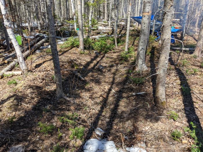 forest-floor-canadian-woodland