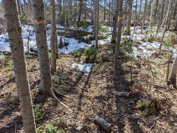 forest-floor-natural-swale