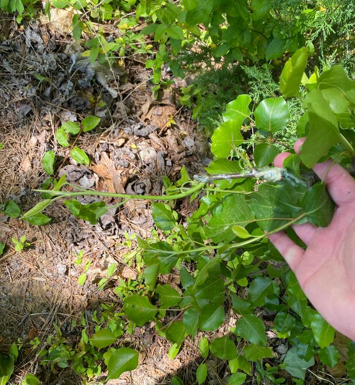 Mystery pear onto a Callery 