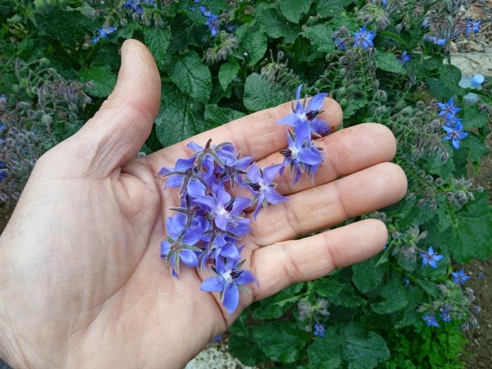 [Thumbnail for borage-flowers.jpg]