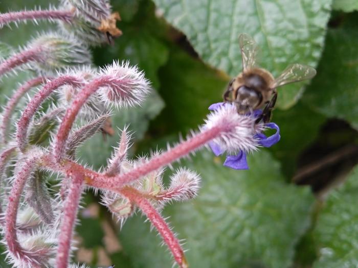 [Thumbnail for Borage-Flowers-Bee-Friendliness.jpg]