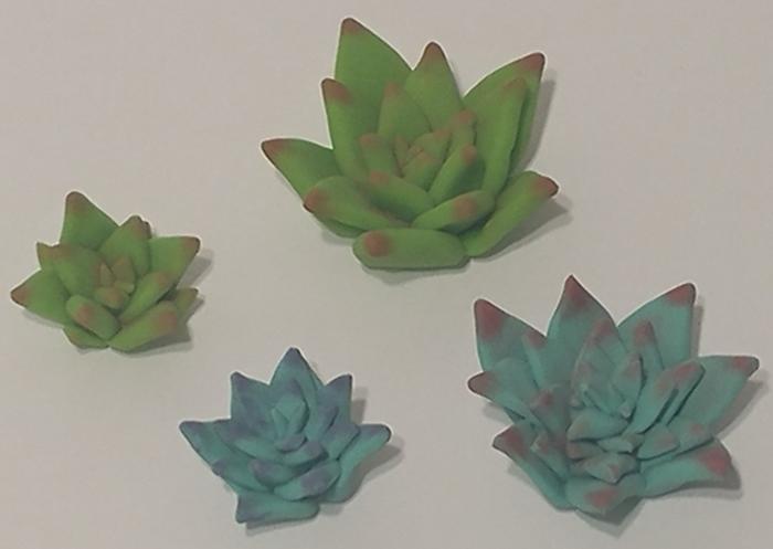 an example of multiple succulents