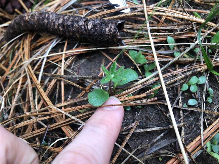 Some lupine and other flowers sprouting!