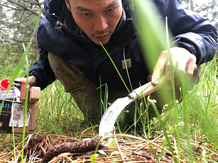 poking at plants with a gardening tool