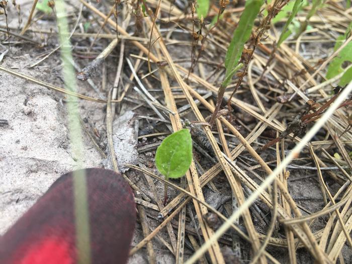 sprouting plants