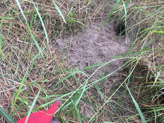 A burrow .. near where I planted some flowers that did not sprout.. I’ll keep checking