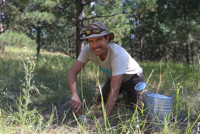 planting walking onions 