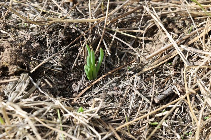 Walking onion sprouting