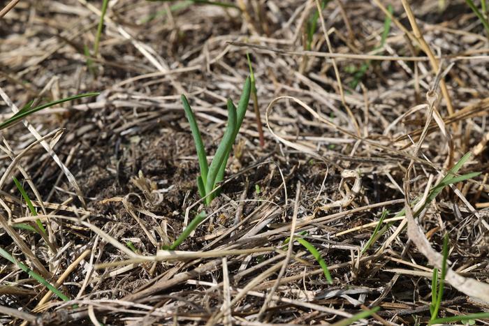 Walking onion sprouting