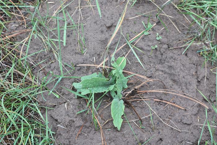 Comfrey