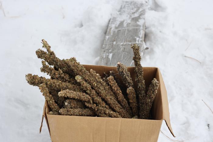 Box of mullein seed stalks