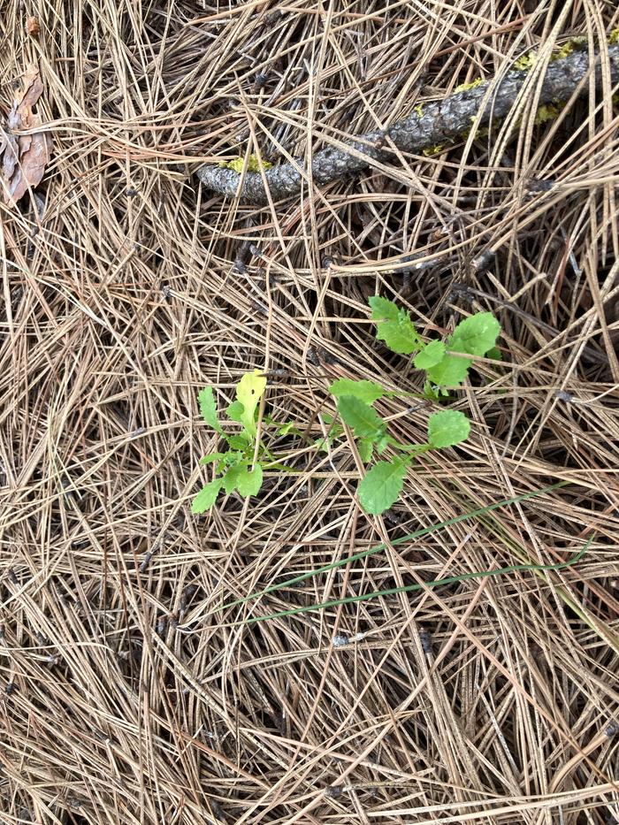 Zoomed. From Seeds Planted last fall