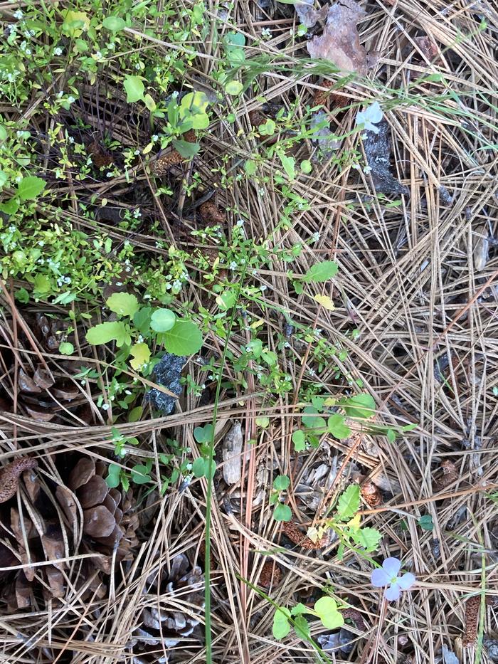 Found a patch of tiny brassicas