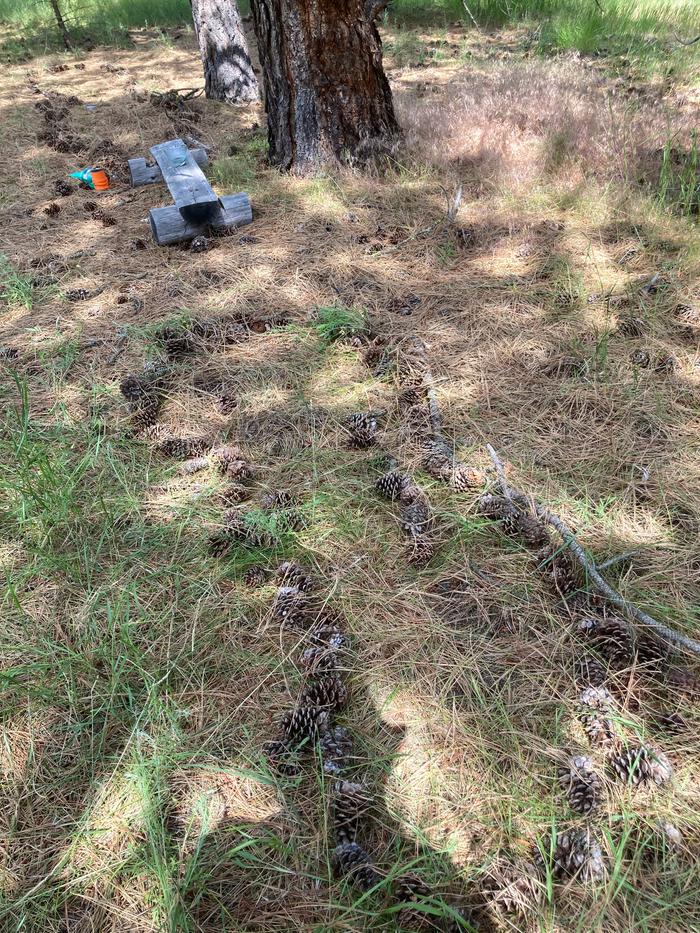 Marking out the garden beds with pine cone 