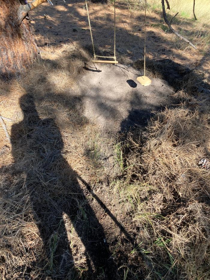 Picture of swings hanging from a branch with the shadow of the photographer