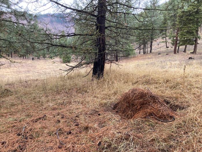 Step six: cover whole thing with mulch, like sauce on a giant wet burrito.. and remember to enjoy the view of the meadow