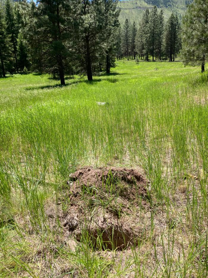 View into meadow 