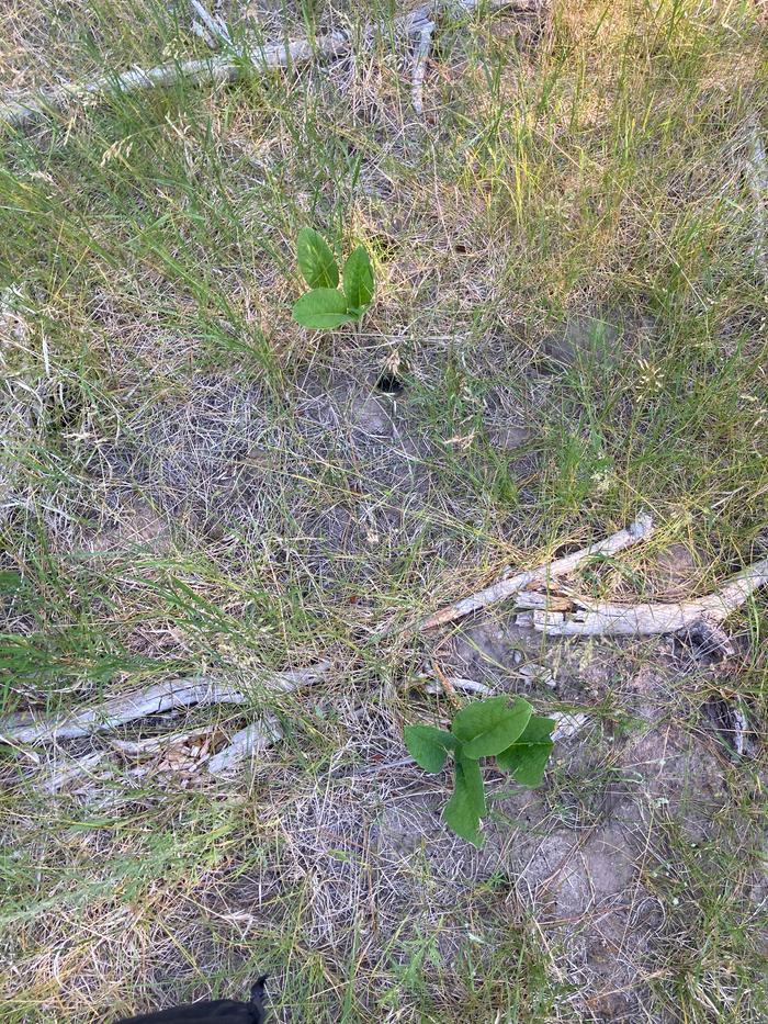 Comfrey at zoeland!