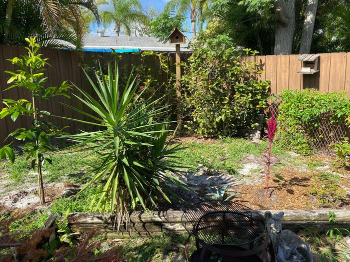 Black Sapote tree to the left, just planted two weeks ago. "Wild" amaranth shown to the right, did not plant it. Next to that is a rose bush, background is Purple Passionflower I believe, put it there long ago. Background is a fig tree just planted.