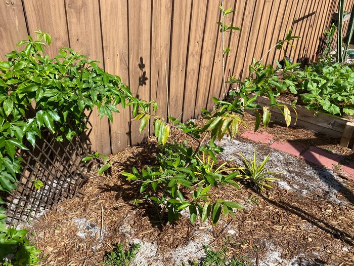 Guava tree, two pineapples, sandy patch is potatoes. Guava tree has mealybugs... I spray it every other day with water blasts.