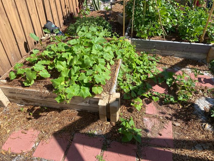 Getting a trellis today. bitter gourd, lemon cuke, winter squash, Japanese eggplant, sweet potato patch below. random herb to right, coneflower? tulsi?