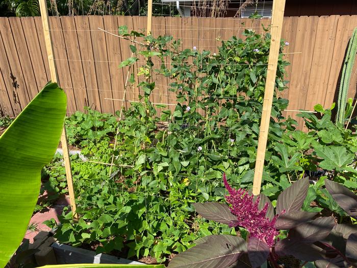 new trellis for hopi beans, yard long bean, so heavy it's bending the bamboo greatly