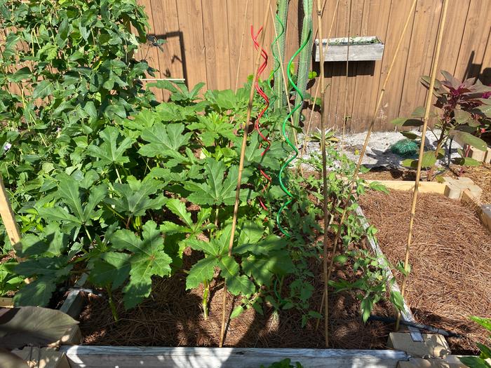 okra swinging in, sweet 100 cherry tom, Oaxaca heirlooms next-door, Lakota and Chadwick tom potted up