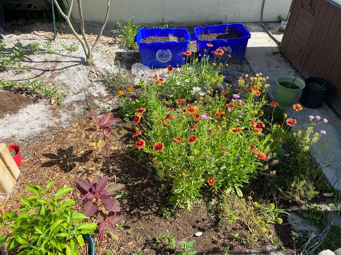 pollinator plot, milkweed not yet planted and not weeded/cleaned up.. had some leftover recycling bins as they switched to new ones, decided to plant ginger in them... flax as well