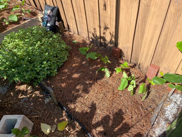 perennial scarlet beans... overgrown Vicks plant, started from 4 leaves....