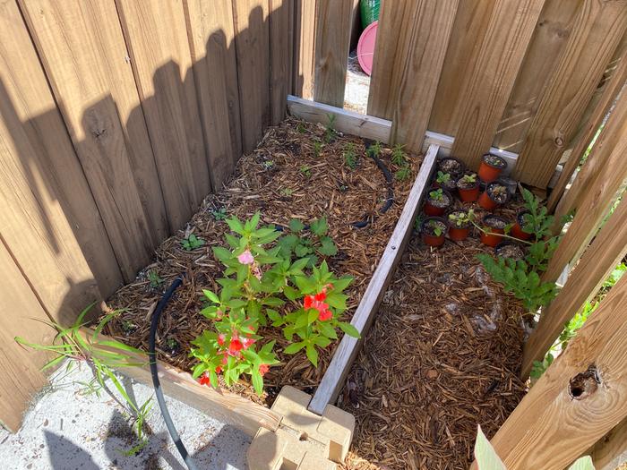 new Chinese medicinal herb bed... some of these herbs were tough to grow, will have to try again soon.