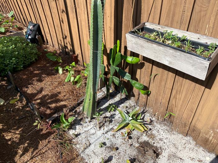 pointy things to keep me focused and on my toes. they attack me frequently.