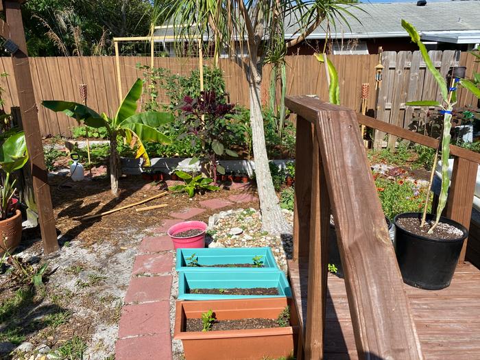 wider view... plantain trees. dragon fruit will grow up the black sapote when it's bigger.