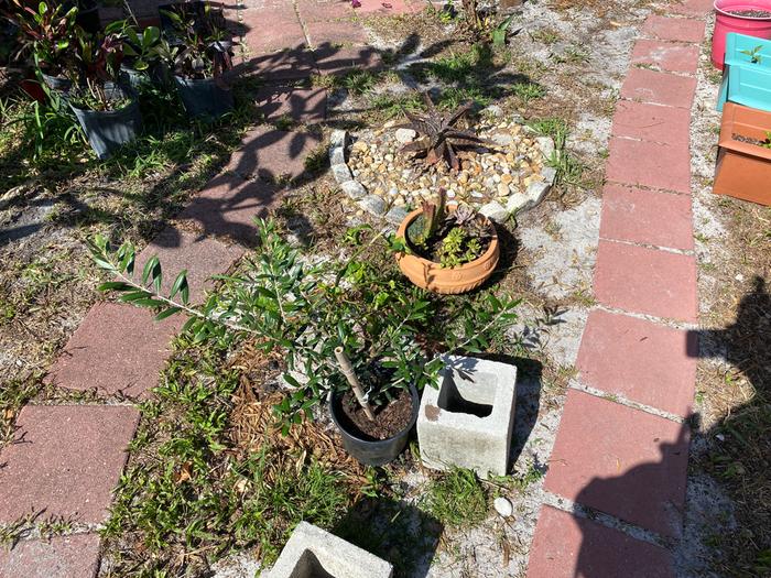 olive tree not yet planted, lemon tree that a family member basically killed was given to me, behind it.