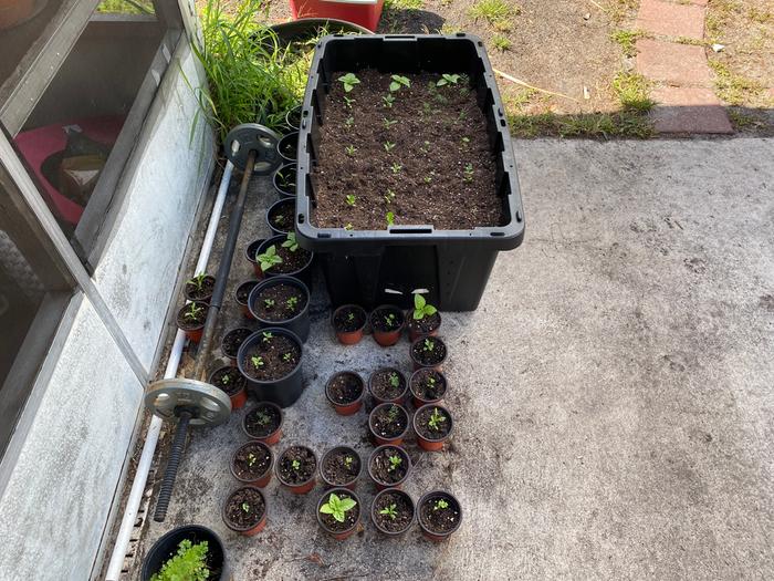 about to be recycled so I repurposed it as kitchen herb garden... not sure if consuming micro plastics but I figure I'll get cancer anyway...