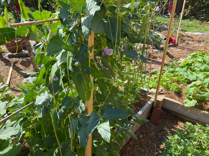 are Chinese yard longs considered a weed...? just kidding, my only success and pride.