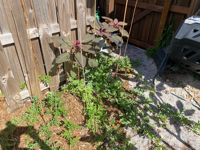 watermelon patch with no watermelons, plenty of worms.