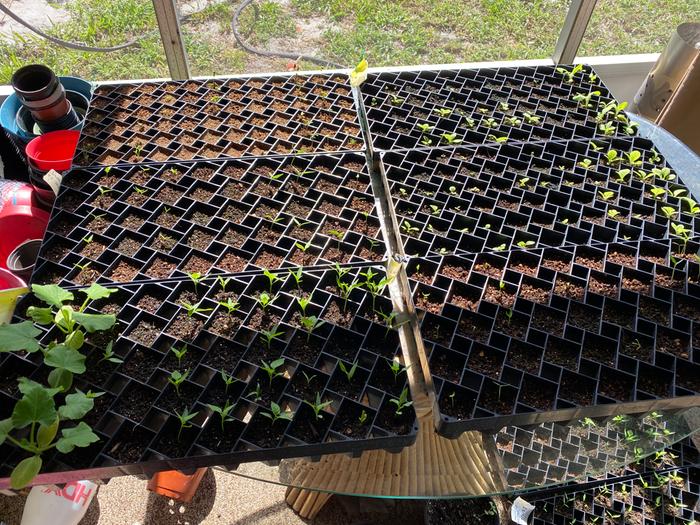 things that I killed the first time and had to resow. plus lots of tobacco and western medicine herbs